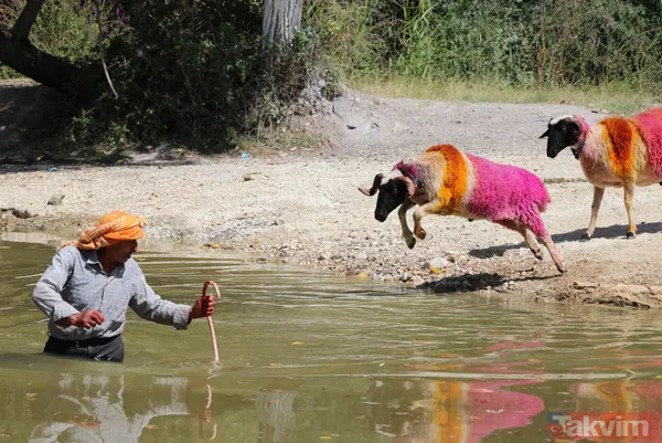 Denizli'de 8 asırlık gelenek! Koyunları Menderes Nehri'nden geçirdiler - 3