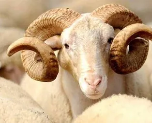 Elde kalan kurbanlıklar için karar verildi