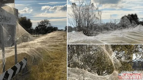 Koronavirüs fare istilasından sonra şimdi de örümcek istilası! Avustralya'da her yeri örümcek ağları kapladı - 1