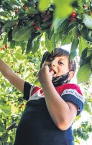 Yer: Kütahya...  Kiraz bahçesinin kapısını herkese açtı