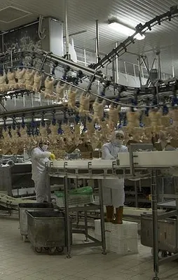 58 ülke Türk tavuğu tüketiyor