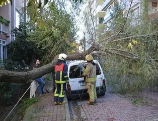 Otomobilin üstüne ağaç devrildi
