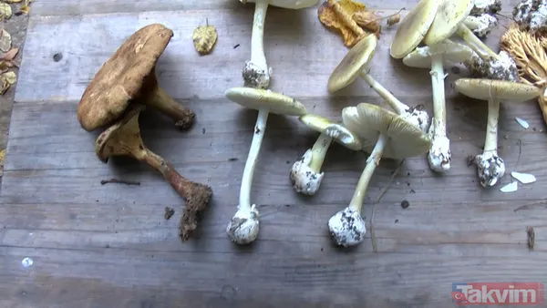 50 gramı bile insanı öldürebiliyor! 29 binden fazla mantar türü yenmiyor: İnsanları öldüren mantarların yüzde 95'i köygöçüren mantarı - 6