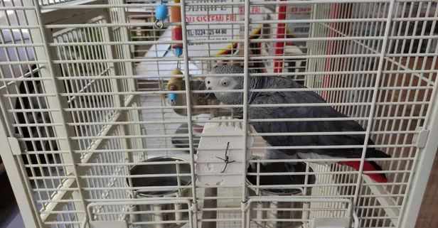 Şakacı papağan 'Haluk' taklit hünerleriyle sokaktan geçenleri kandırıyor