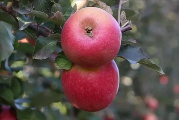 Elma lahana hasta olma