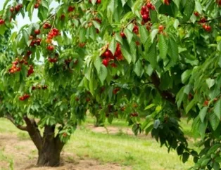 Rüyada kiraz ağacı görmek ne anlama gelir?