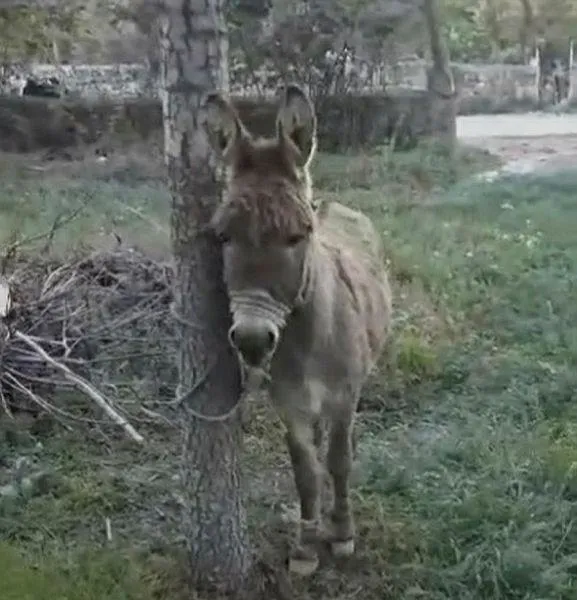 1714746719086.jpeg Kayseri'de ilginç olay! Başıboş eşek yoldan geçen kadını ısırdı-4