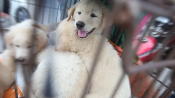 yulin-festivali-nedir-yulin-festivalinde-kopek-mi-yeniyor-1623429672866.jpg Yulin festivali nedir? Yulin festivalinde köpek mi yeniyor?-2