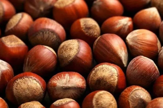 8 Aralık fındık fiyatları ne kadar? Fındık fiyatları artıyor, bugün kaç TL oldu? Ordu, Giresun, Düzce güncel fındık fiyatı…