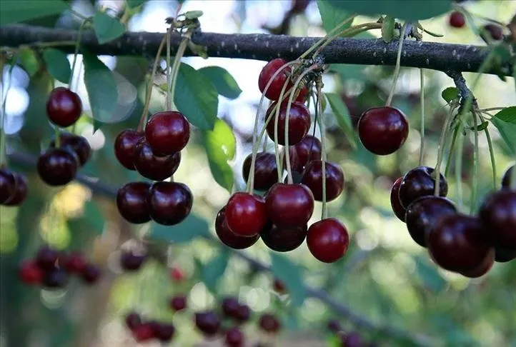 Bir avuç vişne diyabeti önle