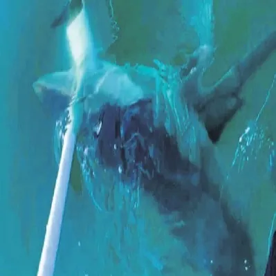 Ege’de Jaws dehşeti yaşadılar