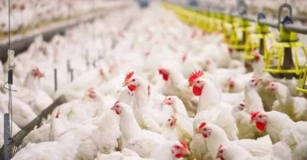 Tavuk Çiftliği maliyeti nedir 2021? Tavuk Çiftliği kurmak için gerekenler neler? Verilen hibe destekleri…