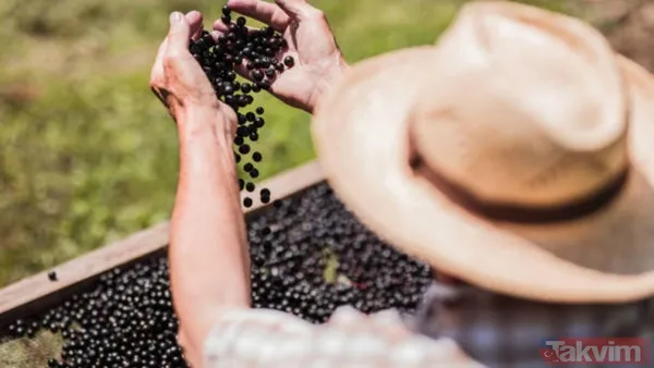 Süper meyveyle tanışın! Bilimsel olarak kanıtlanan aronya antibiyotik etkisiyle bağışıklığı güçlendiriyor - 1
