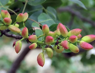 ’Yeşil altın’da Cumhuriyet tarihi rekoru