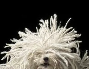 İlginç köpekler