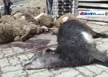 Başıboş köpekler dehşet saçtı
