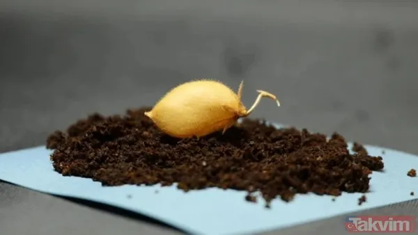 Ay’da tarım başlıyor mu? Bilim insanları Ay toprağında nohut yetiştirdi - 6