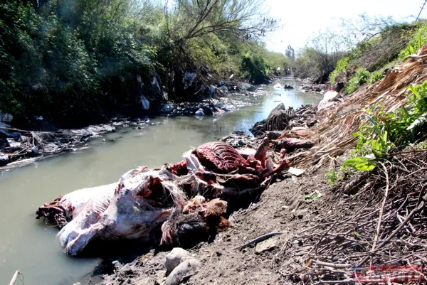 Adana'da iğrenç manzara! Dere yatağında çok sayıda at ve eşek kafası ile kemikler bulundu - 14