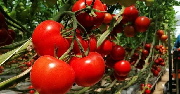 Romatizmanın ilacı domates! Faydaları saymakla bitmiyor...
