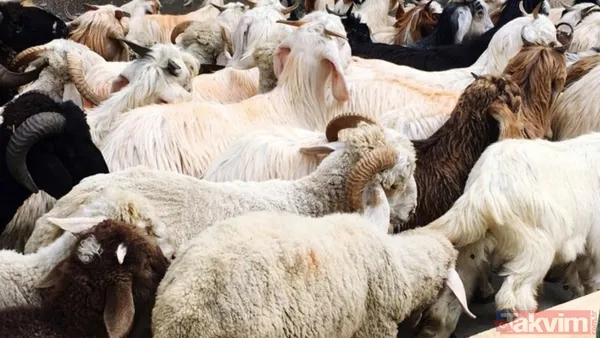 Kurban Kesim Vakti Ne Zaman Başlar Ve Biter? Kurban Kesim Vakti, Bayram Namazı Kılınan Yerlerde Bayram Namazı Kılındıktan Sonra; Bayram Namazı Kılınmayan...