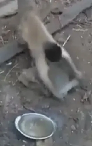 Maymunun bıçak bilediği görüntüler olay oldu!