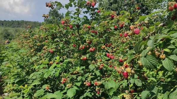 bursa-turkiyenin-ahududu-ihtiyacinin-yuzde-70ini-karsiliyor-kilosu-30-lira-1625035863192.jpg Bursa Türkiye'nin ahududu ihtiyacının yüzde 70'ini karşılıyor! Kilosu 30 lira-10