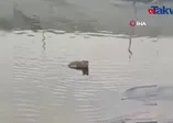 Çamur havuzuna düşen kurt kurtarıldı
