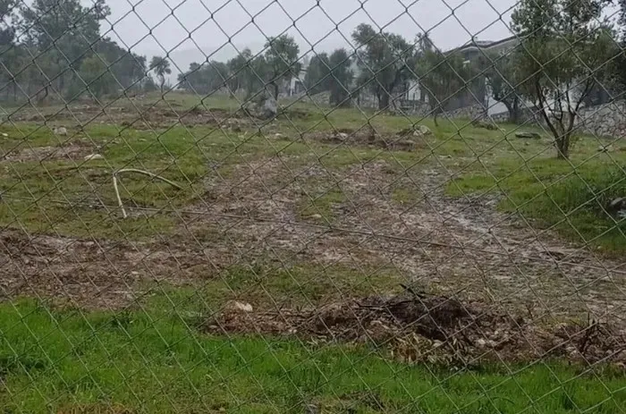 CHP'nin ağaç ikiyüzlülüğü! Önce katliam sonra miting: Asırlık zeytinleri bir gecede yok ettiler-7
