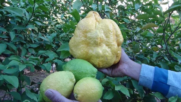 bin-liradan-satacak-turkiyenin-en-buyuk-limonu-tam-tamina-2-kilo-40-gram-1638435865303.jpg Bin liradan satacak! Türkiye'nin en büyük limonu: tam tamına 2 kilo 40 gram-6