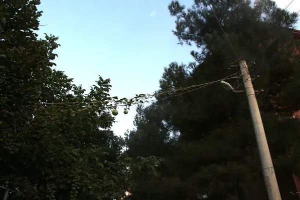 tokat-erbaada-bahceye-ekilen-su-kabagi-elektrik-tellerine-sarilip-urun-verdi-1605864166142.jpg Tokat Erbaa'da bahçeye ekilen su kabağı elektrik tellerine sarılıp ürün verdi-6