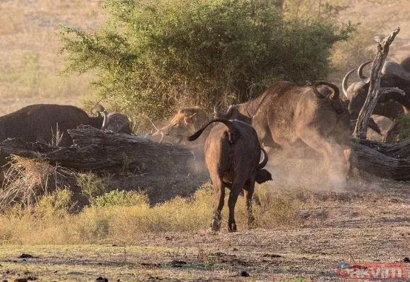 Ava giderken avlandı! Bir anda bufaloların arasında kalan aslanın zor anları (Aslan - Bufalo kavgası) - 9