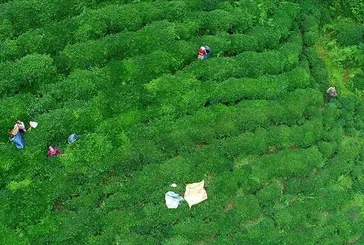 ÇAYKUR KURA SONUÇ LİSTESİ İSİM SORGULAMA 2025: Çaykur 1.500 işçi alımı kura sonuçları açıklandı mı, nereden öğrenilir?
