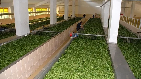 koronavirus-salgini-surecinde-cay-tuketimi-20-bin-tondan-40-bin-tona-cikti-1606209713559.jpg Koronavirüs salgını sürecinde çay tüketimi 20 bin tondan 40 bin tona çıktı-7