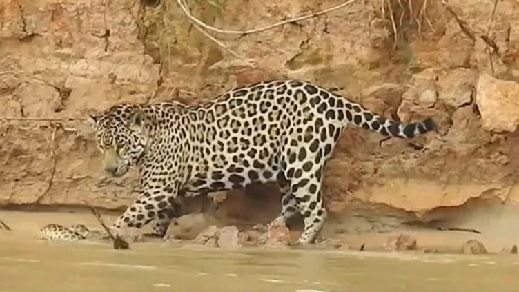 Vahşi doğada nefes kesen yaşam savaşı!