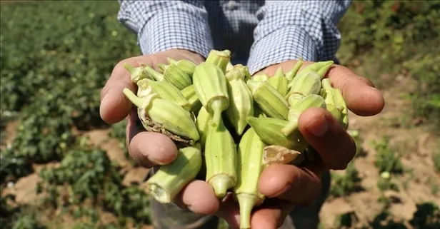 Bamya sadece tok tutmaz: Sağlığı da korur