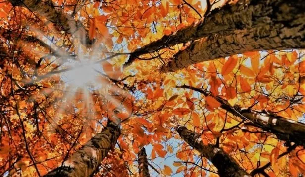 23 Eylül Sonbahar Ekinoksu'nda ne oluyor? Sonbahar Ekinoksu ile neler değişecek? Neden 2 gün gecikiyor?-3