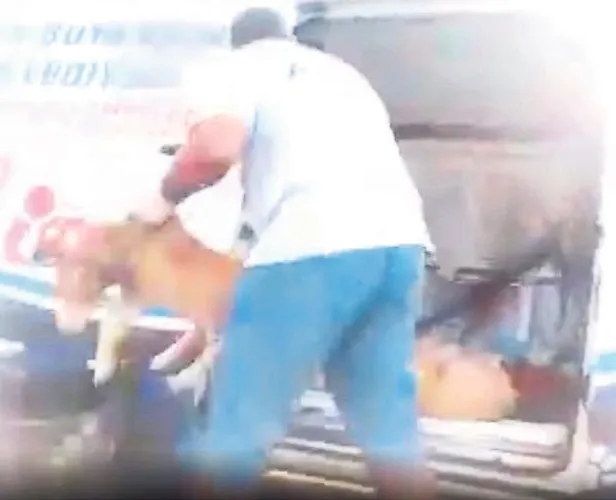 CHP'li Tunç Soyer ve Özlem Çercioğlu’ndan hayvan katliamı-3