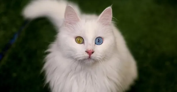 Van kedileri sıcak yazda özel havuzlarda serinletiliyor