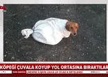 Hamile köpeği çuvala koyup yola attılar