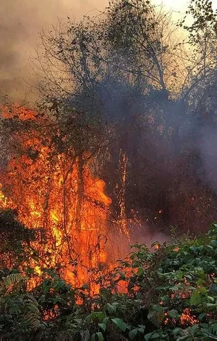 Rize'de Pazar ve Ardeşen'de orman yangını