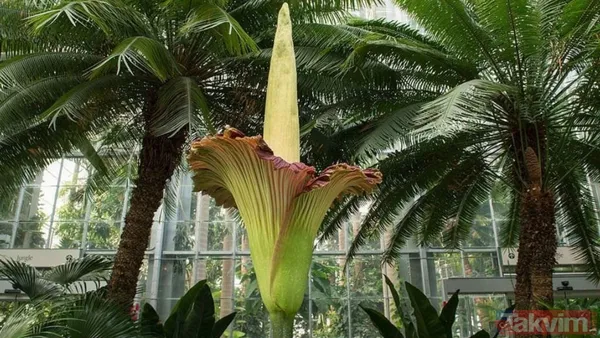 🔸Bahçede toplam yaklaşık 35 ceset çiçeği bulunuyor, bu nedenle bu nadir bitkiyi kaçıran ziyaretçiler için ilerleyen aylarda tekrar açılma şansı mevcut....