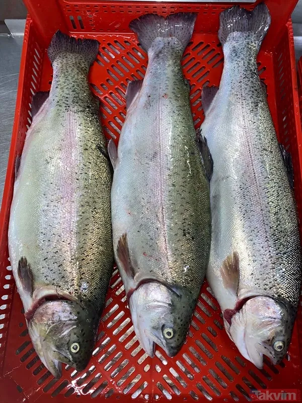 Yıllık kazançları 1 milyar TL! Deniz olmayan şehir Malatya'dan Avrupa ve Rusya'ya somon ihraç ediyorlar - 14