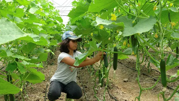 sehirde-dogup-buyuyen-adam-genc-ciftci-projesiyle-koyune-dondu-1593427657744.jpg Şehirde doğup büyüyen adam, "Genç Çiftçi" projesiyle köyüne döndü-6