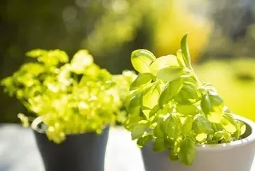 Fesleğen mideyi korur