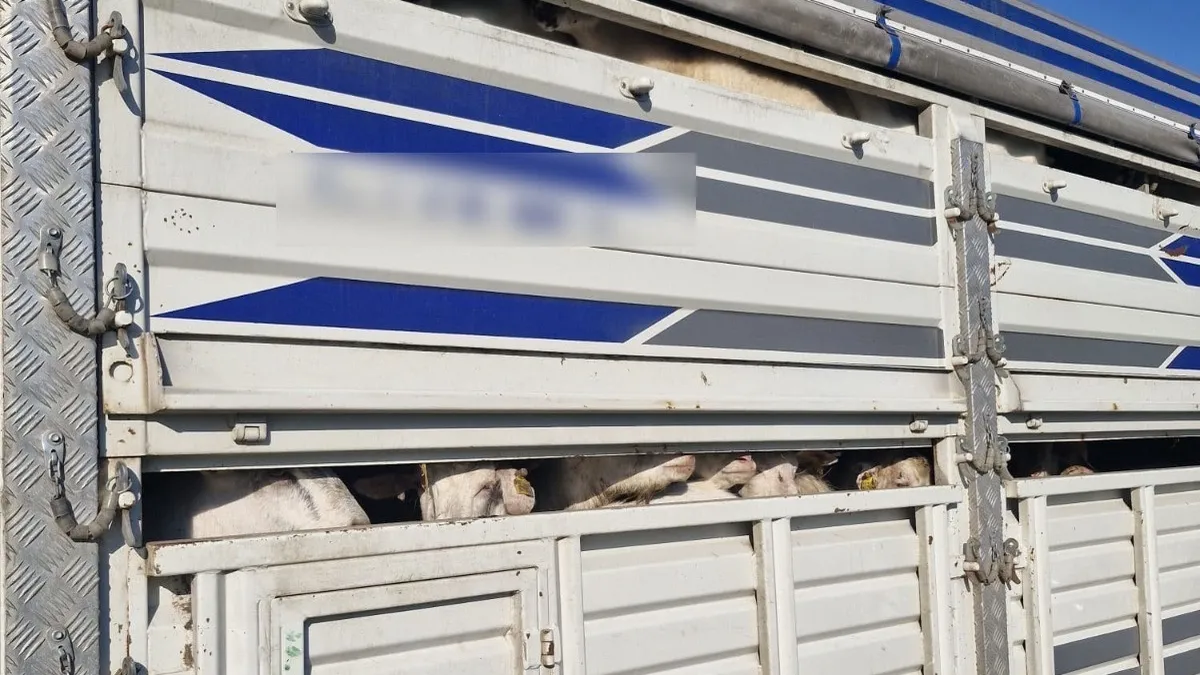 İstanbul’da kaçak kurbanlık operasyonu: Sürücülere ceza yağdı! 126 hayvana el konuldu