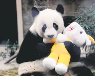 En yaşlı panda öldü