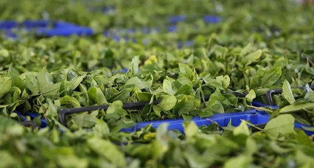 yas-cay-alim-fiyati-ne-kadar-oldu-2021-baskan-erdogan-acikladi-1621270492215.jpg Yaş çay alım fiyatı ne kadar oldu 2021? Kırmızı mercimek, buğday, bakliyat alım fiyatı kaç TL oldu?-3