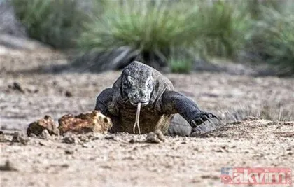 Vahşi doğada ölümcül karşılaşma! Komodo ejderinin avı nefes kesti