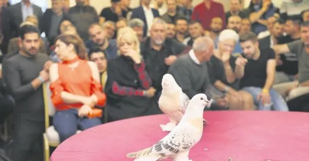 Uçan daire! Bu güvercinlerin fiyatı dudak uçuklatıyor...