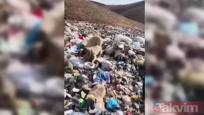 Bingöl Karlıova’da dehşet görüntü! Köpekler iple birbirine bağlanıp çöplüğe bırakıldı